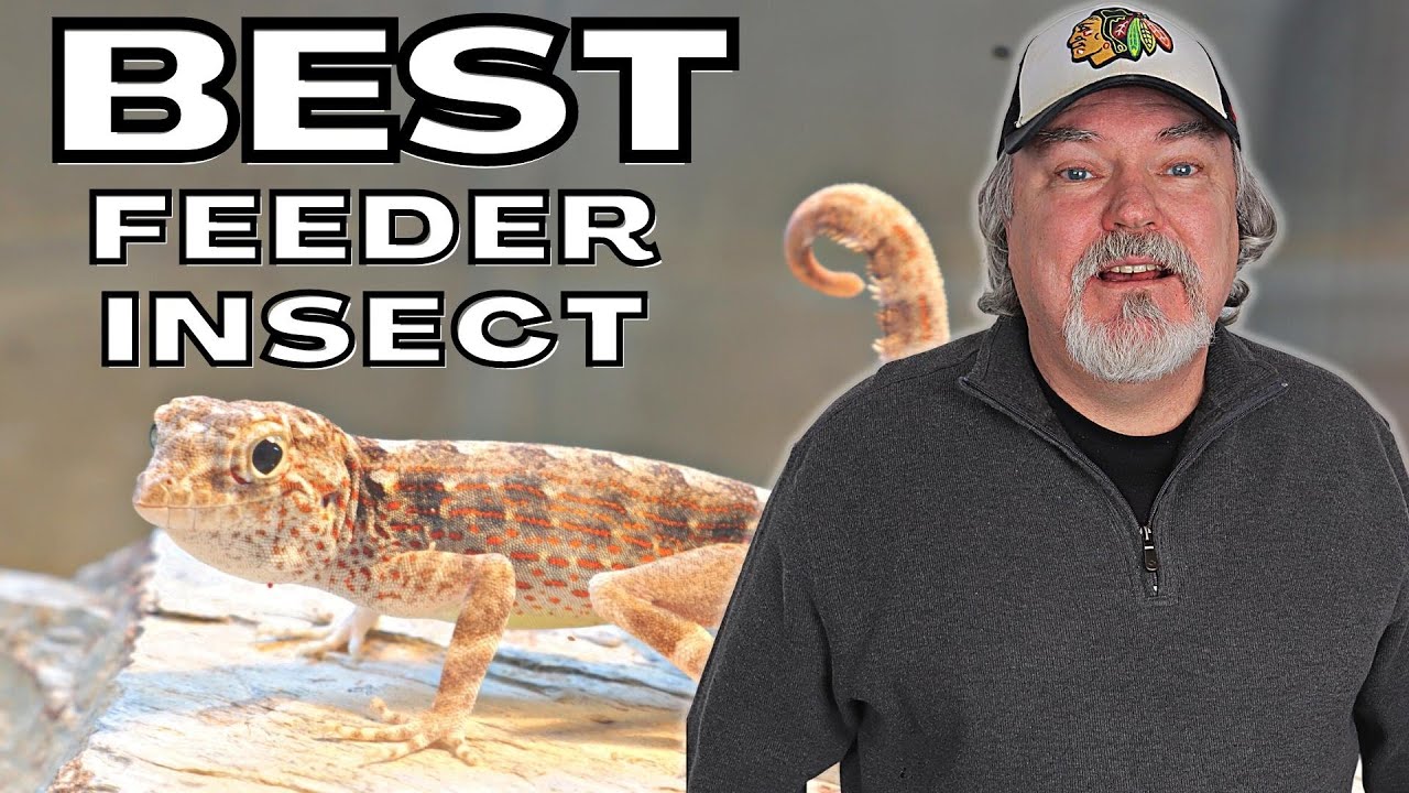 Best Feeder Insect - For Geckos, Tarantulas, Dart Frogs, Mantis