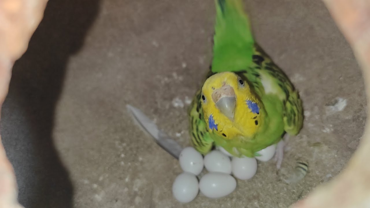 Budgies parrot 🦜 🦜 Breeding progressll Hindi/Urdu ll