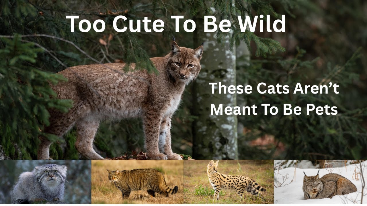 Too Cute to be Wild - These Cats Aren&rsquo;t Meant to Be Pets