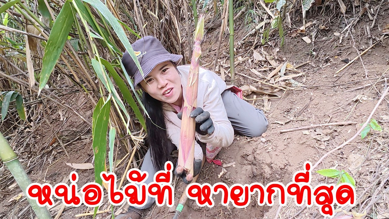 หน่อไม้ที่ หายากที่สุดใน สปป ลาว#ทีมงานบ้านนา