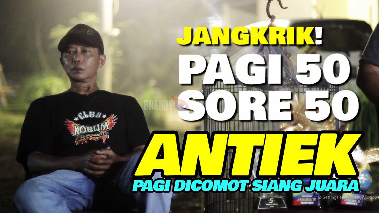 100 Jangkrik MURAI ANTIEK Comot Dari Kandang Langsung Juara