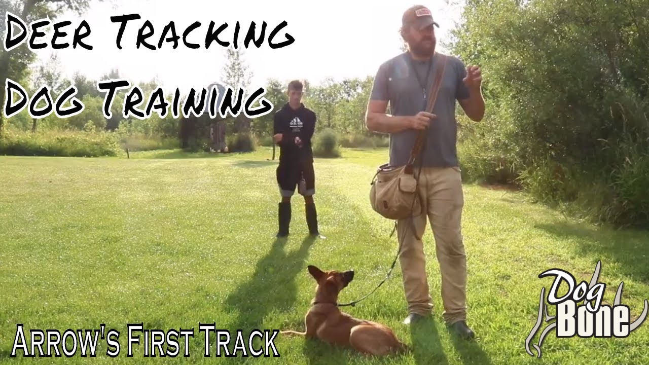 Deer Tracking Dog Training: How To Start Tracking with a Puppy
