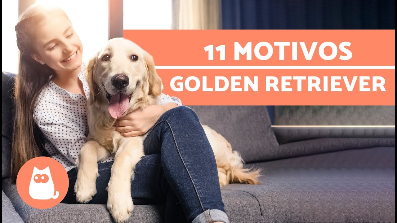 Porque ter um GOLDEN RETRIEVER - 11 MOTIVOS!
