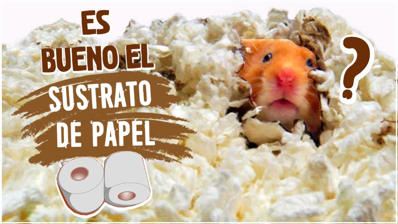 POR QUE USAR SUSTRATO DE PAPEL CON MI HAMSTER ?