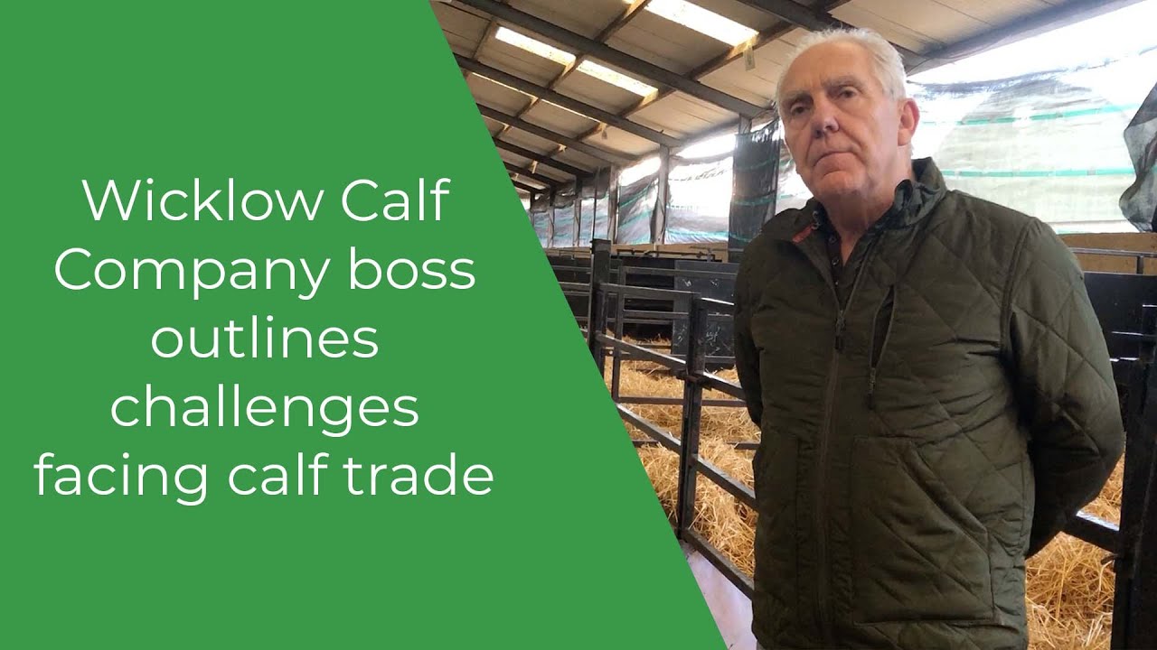 Wicklow Calf Company boss outlines challenges facing calf trade