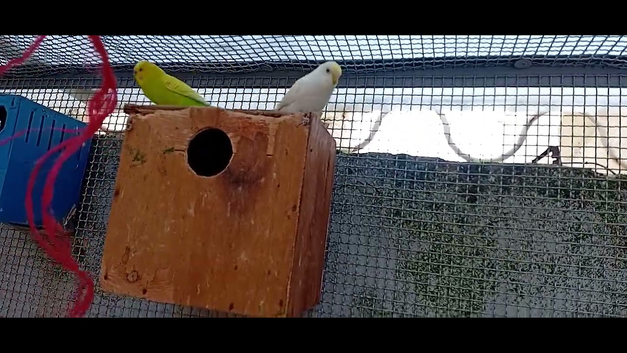 Ils sont 🦜 trop beaux ❤️😍