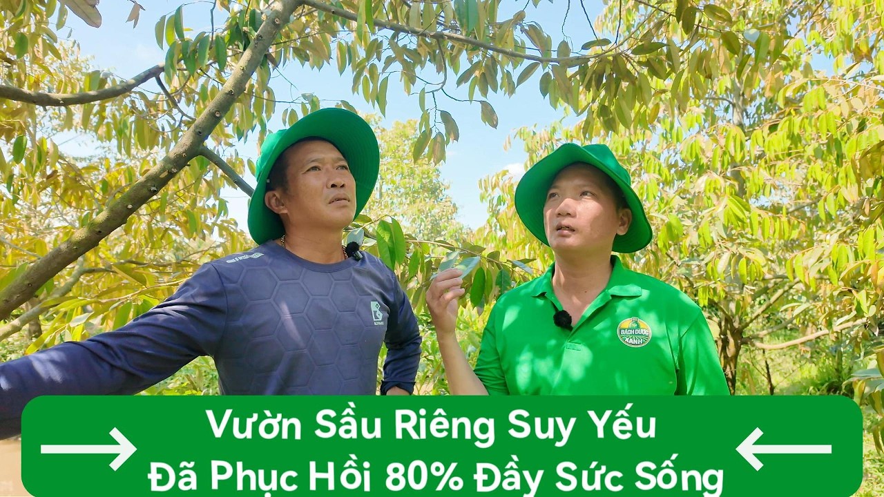 Phục Hồi Vườn Sầu Riêng Suy Yếu Và Đánh Giá Thực Tế