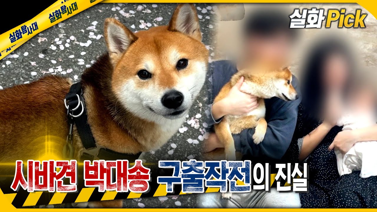 [실화Pick] 시바견 박대송 구출 작전의 진실 #실화탐사대 #실화On MBC250410방송