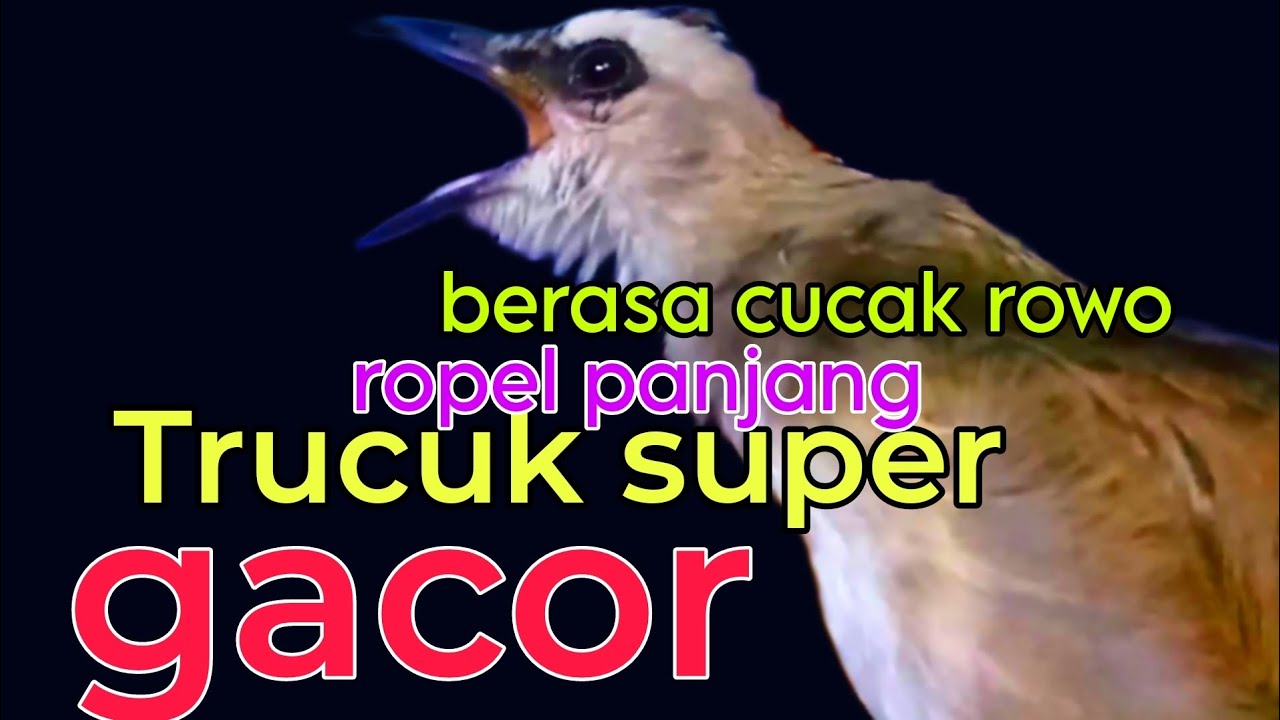 Trucukan super gacor ropel panjang serasa cucak rowo