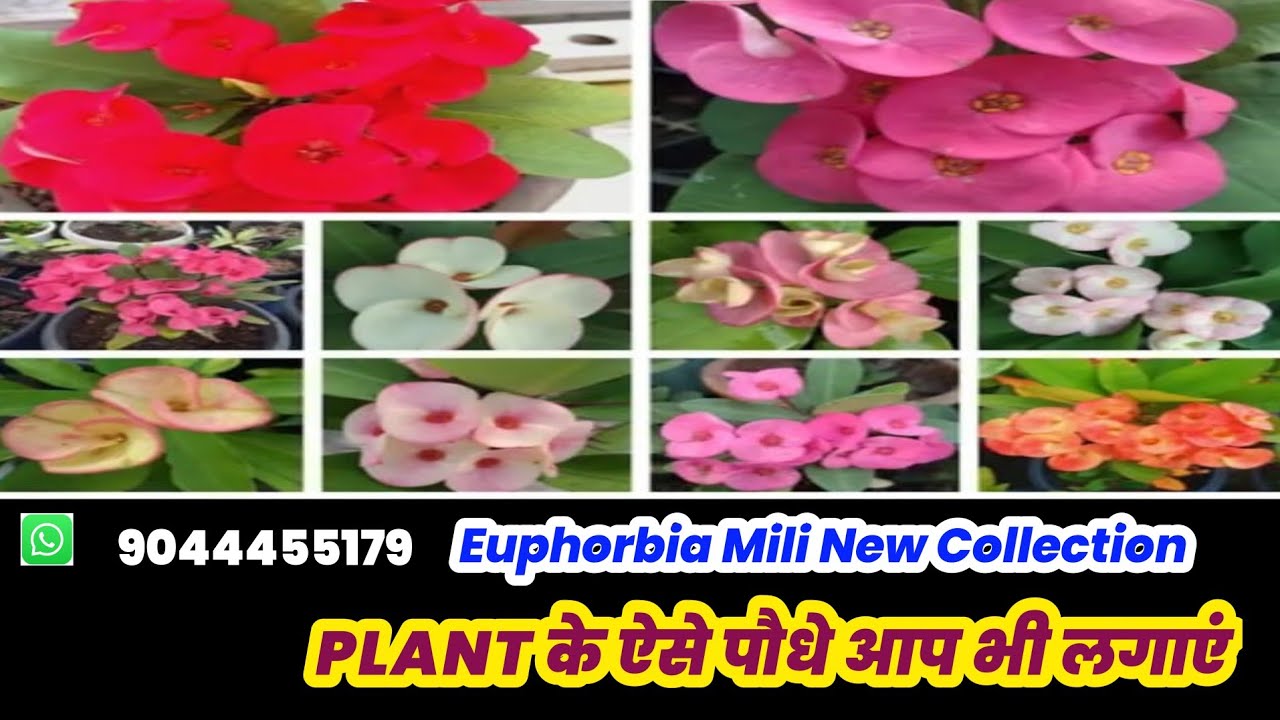 Euphorbia Mili New Collection | Euphorbia Mili | Uforbia plant 