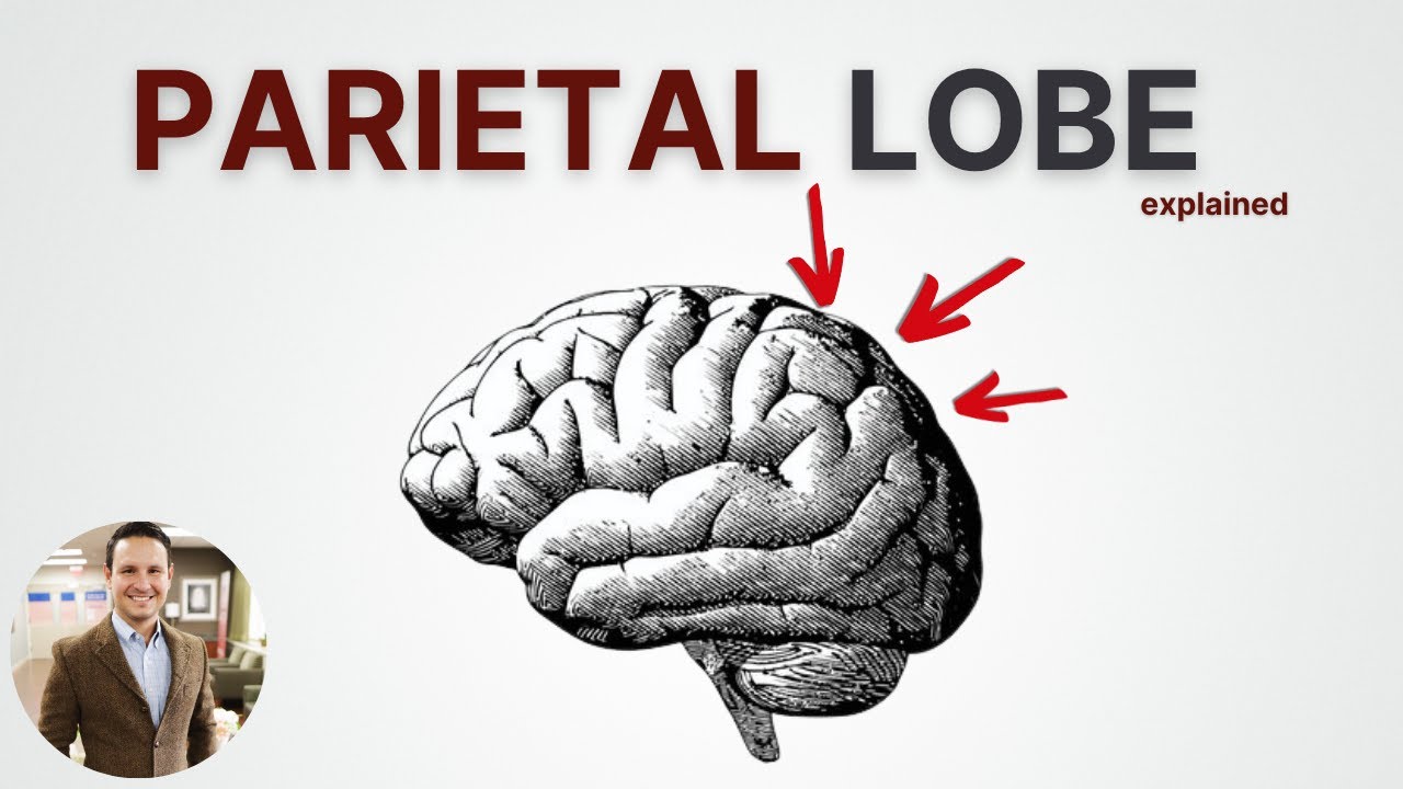 Parietal Lobe: What Happens If Your Brain's GPS Breaks?