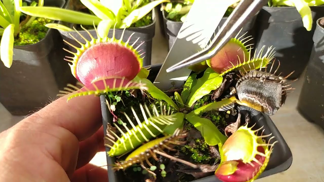 Quantas horas de sol a Dionaea precisa?