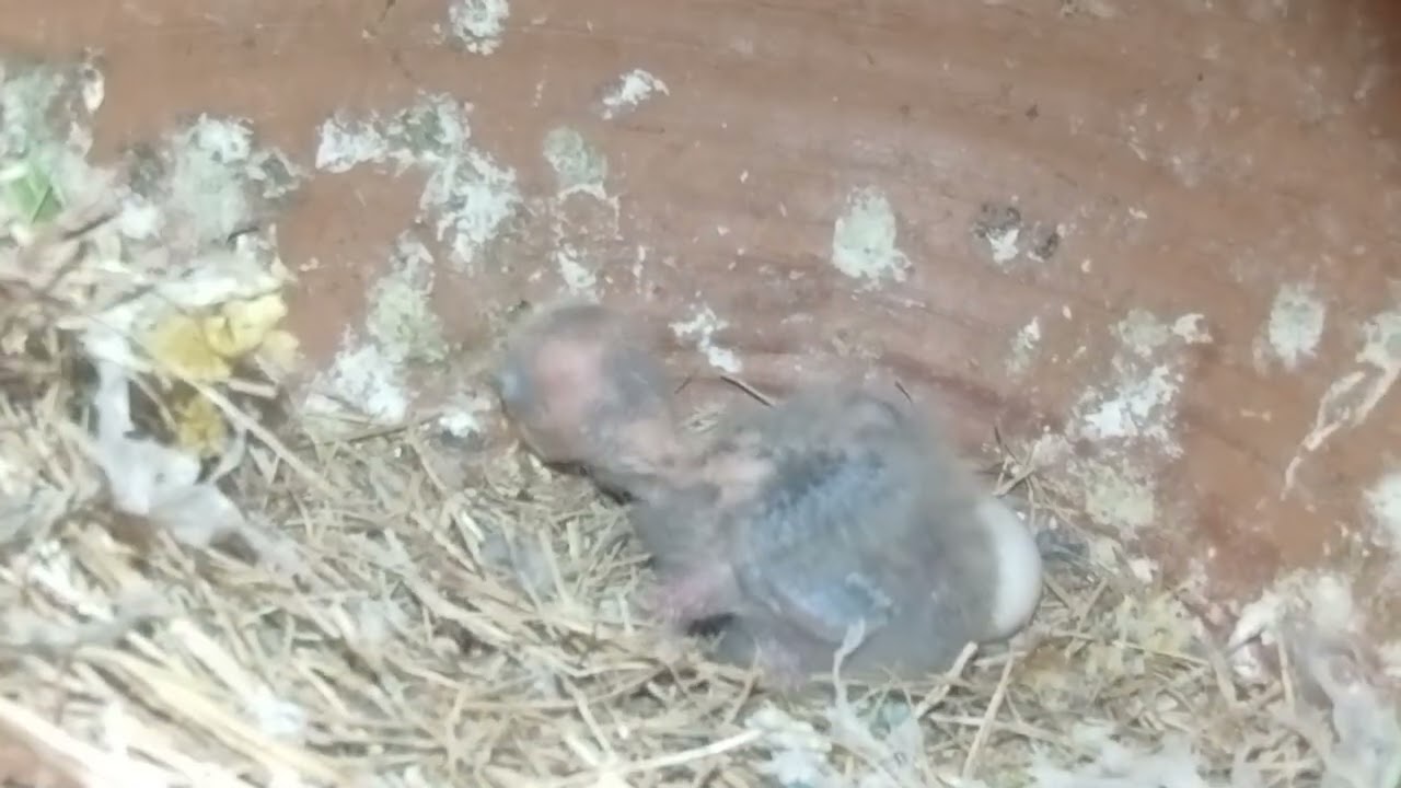  Baby lovebird growing🦜 #budgieslife#fancyworld #vibrantbirds #lovesigns #parrot 