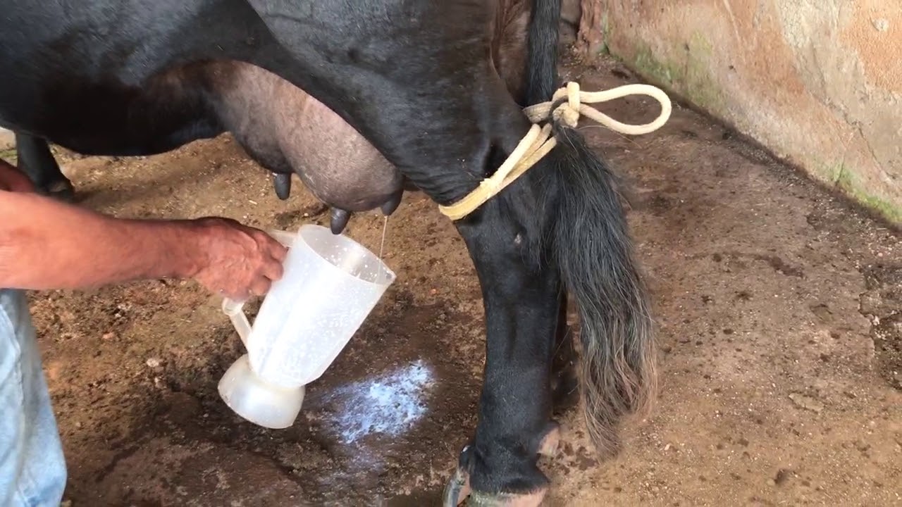Mini-Vaca (Produ&ccedil;&atilde;o de Leite)