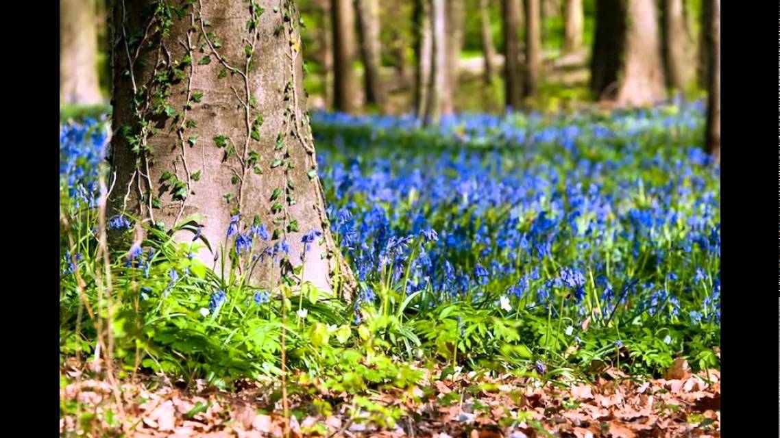 Hallerbos in Belgium