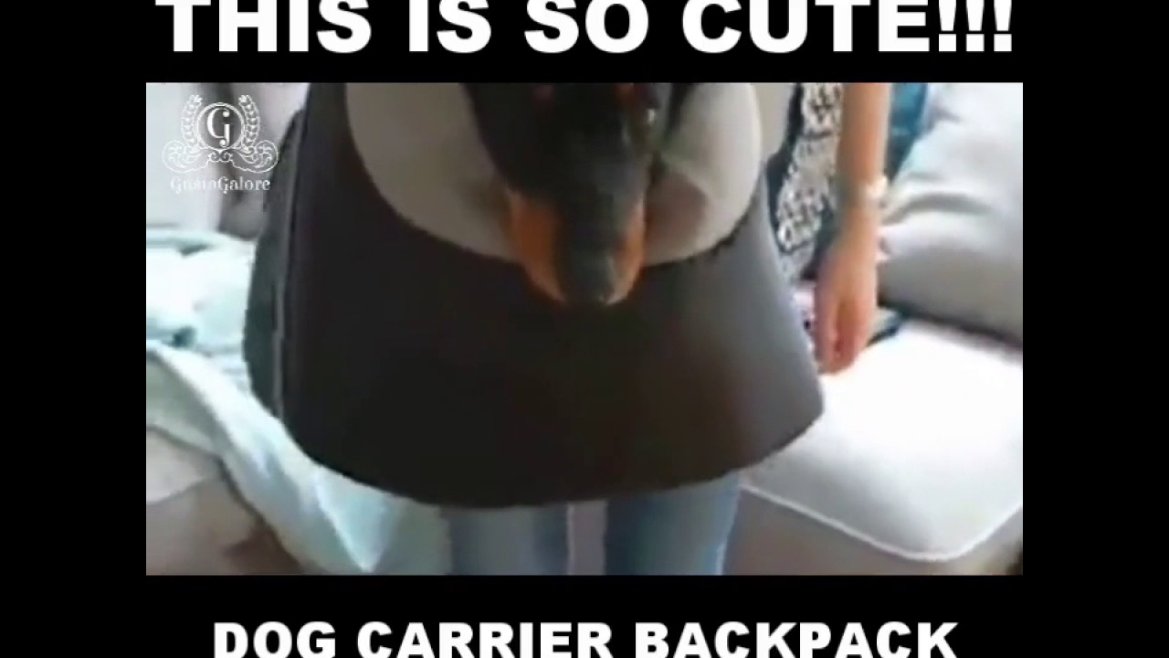 Dachshund/Small Dog Carrier Backpack