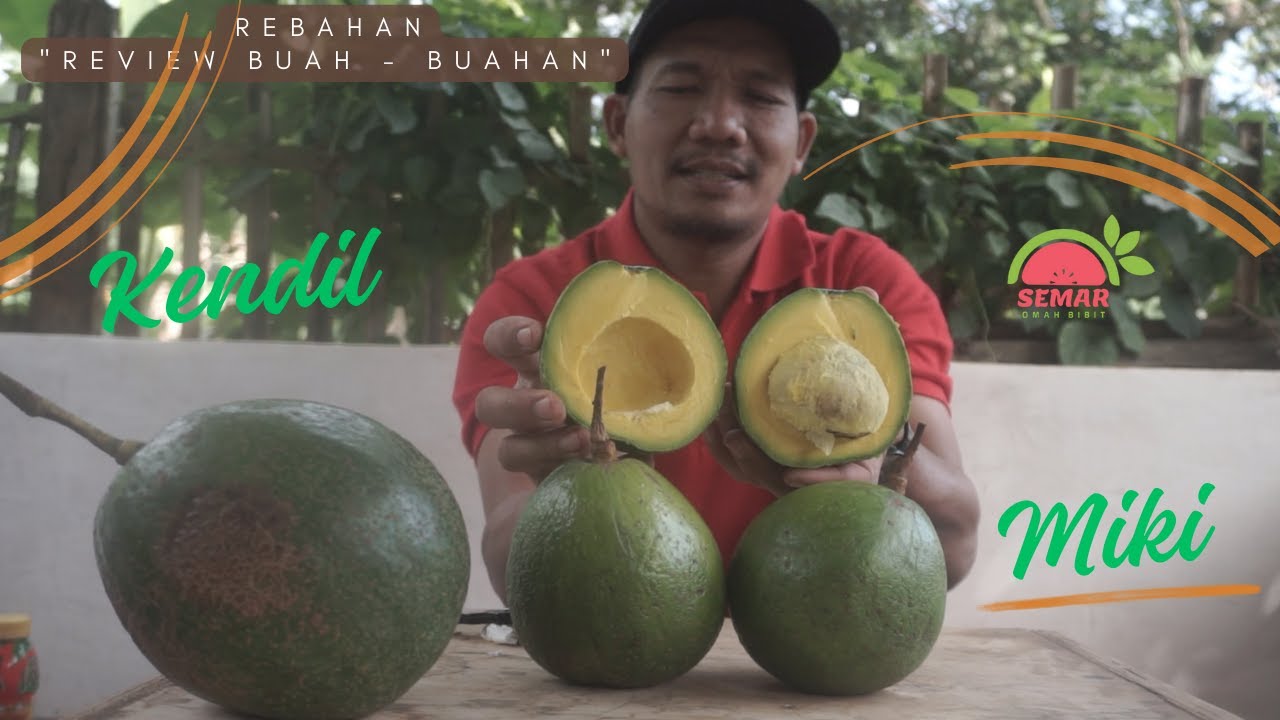 ALPUKAT MIKI VS KENDIL ?? UNGGUL MANA ???