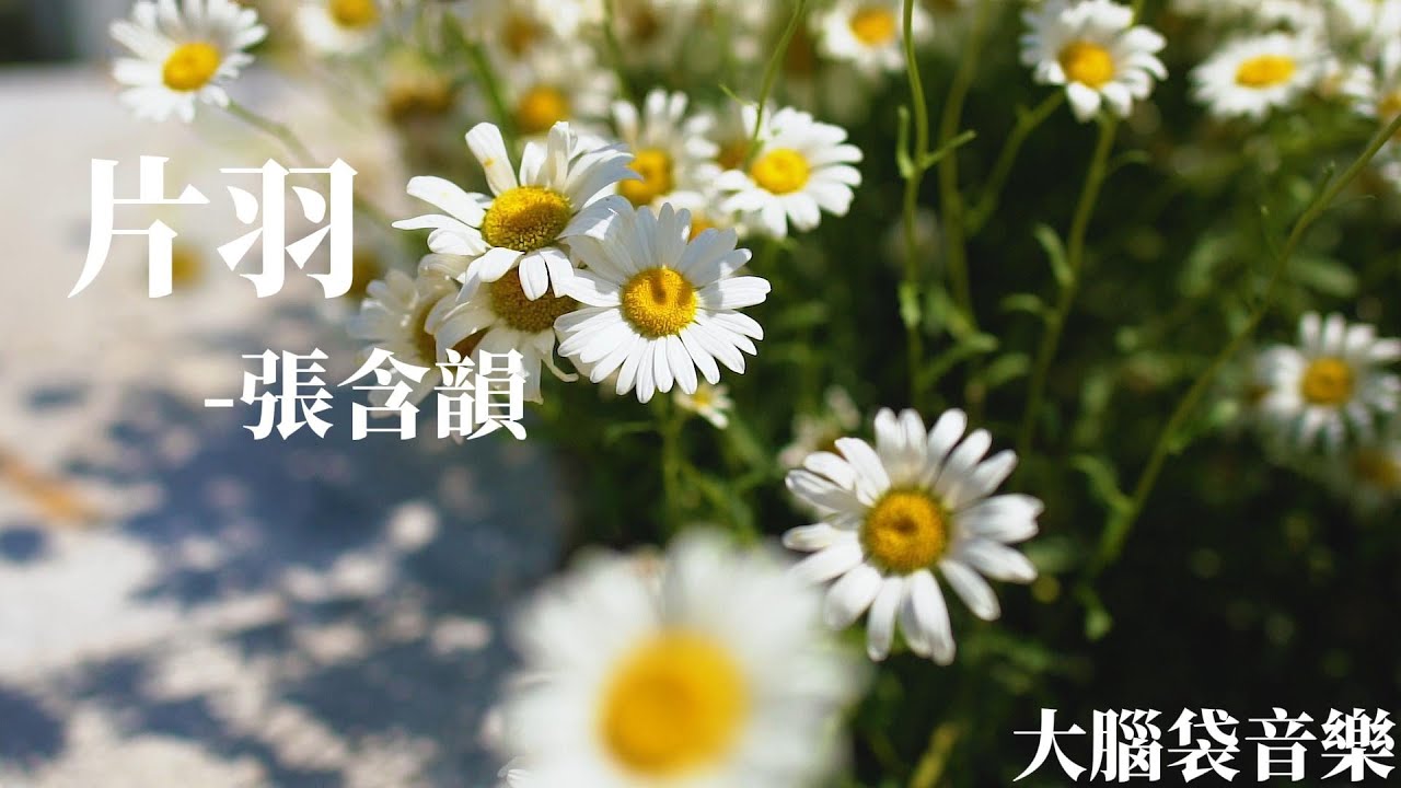 片羽（《她的城》影視劇插曲） 張含韻