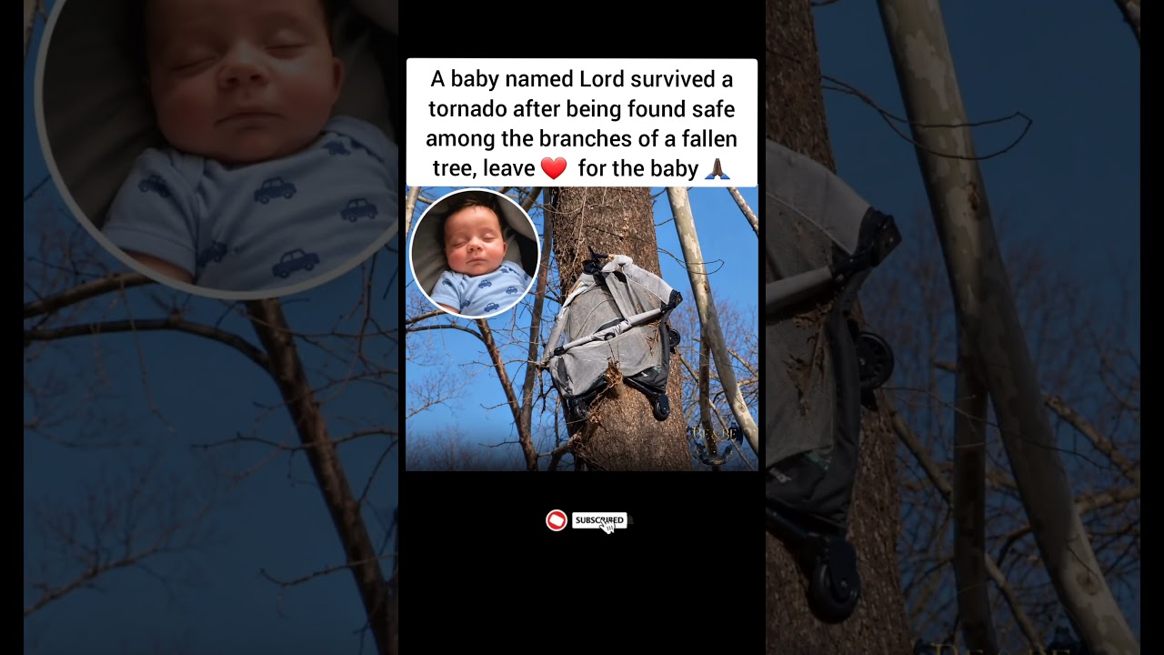 They Thought Their Baby Was Gone, Then They Found Him in a Fallen Tree 😭❤️ #shorts #viral