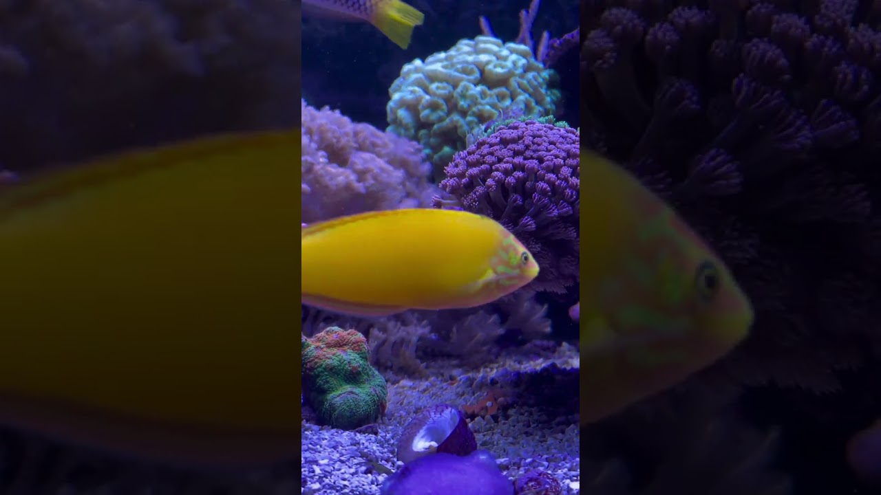 Red sea reefer peninsula 650 2 years old