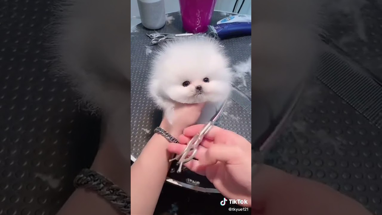 mon petit chiot , tr&egrave;s mignon 🐩
