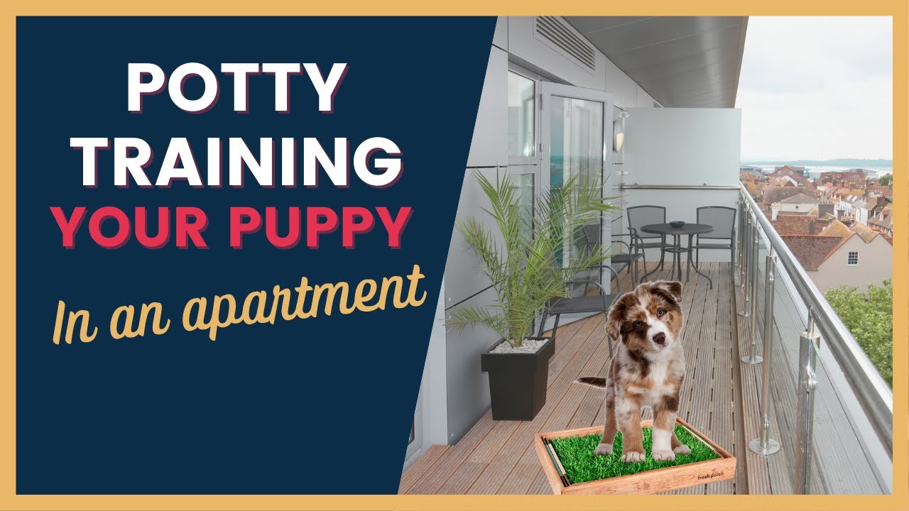 Puppy Potty Training in an Apartment