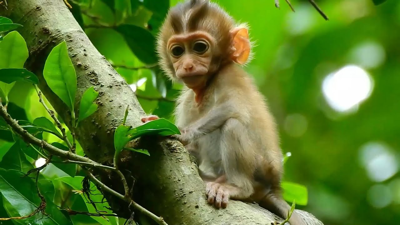 Saddened video! Pitiful Rainbow looking for mom to return to get milk Sad Rainbow didn't get milk
