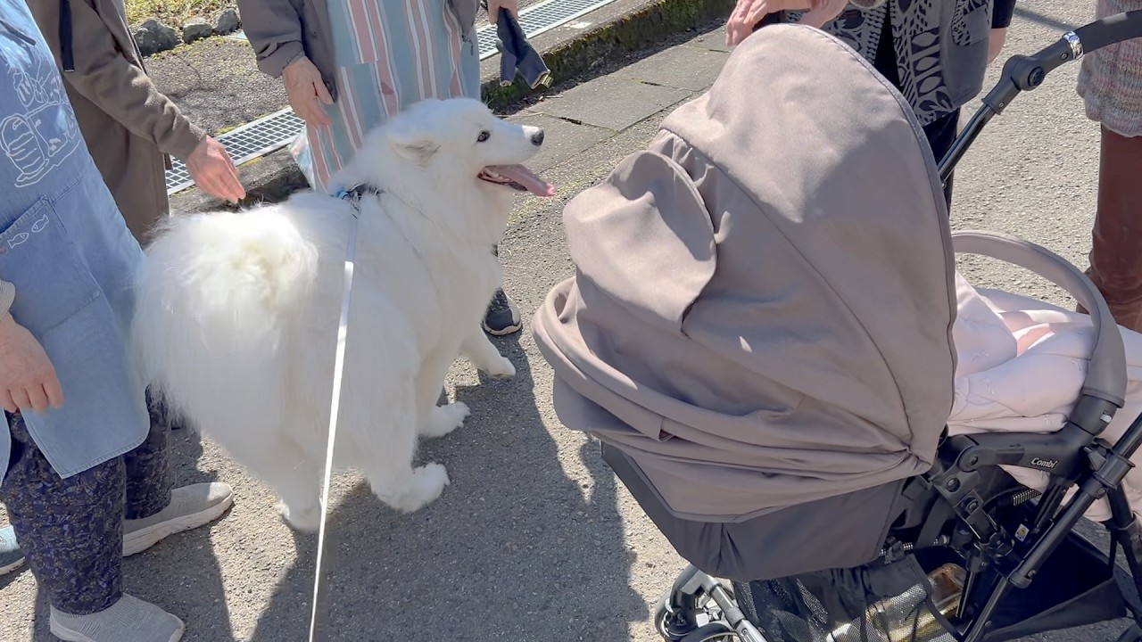 家族でお散歩中、遭遇した婦人会の中に紛れて、赤ちゃんと可愛さストリートバトルを繰り広げるサモエド
