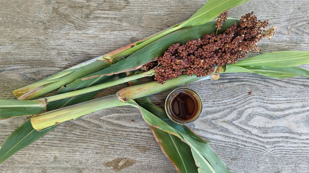 Cooking the Harvest: Sorghum Syrup
