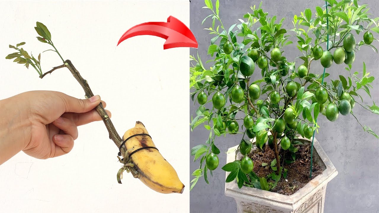 Propagating lemon trees with green bananas stimulates the tree to grow and bear fruit quickly