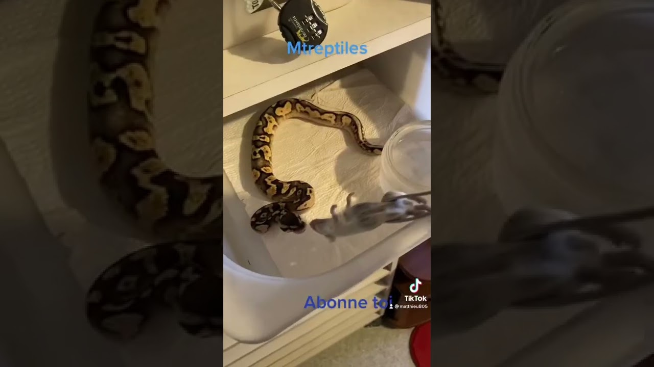 Nourrissage python royal regius juv&eacute;niles