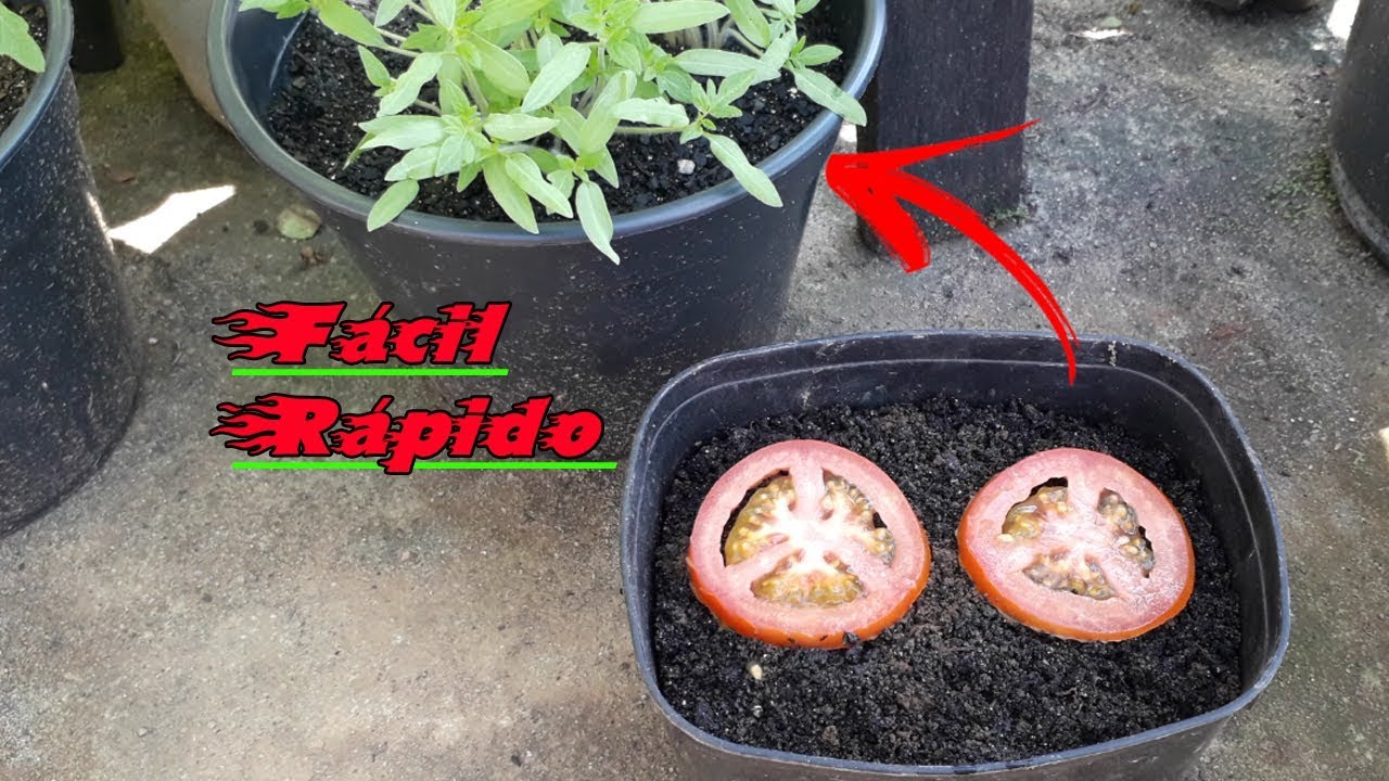 Como Plantar TOMATES a Partir de Sementes de Forma F&aacute;cil e R&aacute;pida !!!