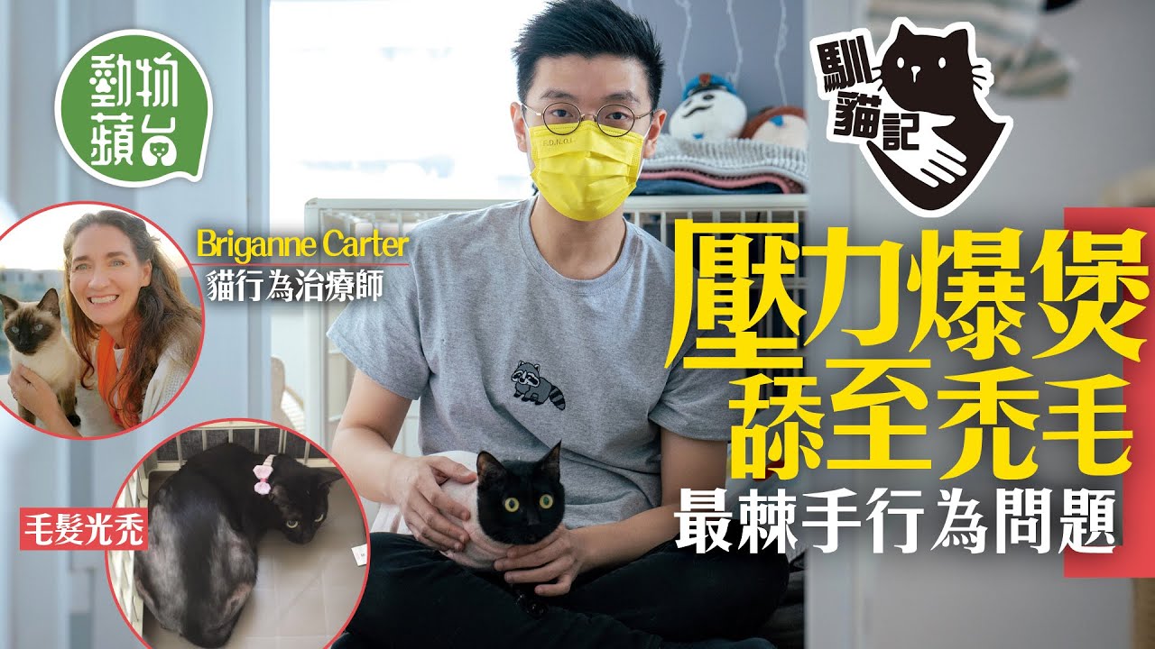 貓貓壓力爆煲狂舔毛變禿毛貓 治療師教3招減壓 1隻臭襪令貓咪情緒變好 #馴貓記 #動物蘋台─果籽 香港 Apple Daily─原刊日期：20210109