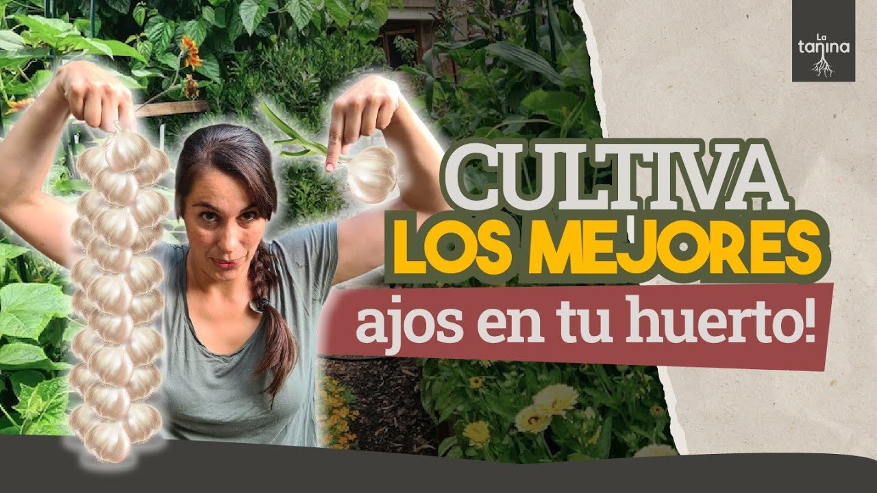 ¡Secretos para cultivar el ajo más grande y sabroso!🧄 Consejos de expertos revelados.