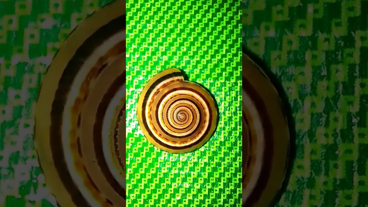 Architectonica perspectiva,&nbsp;common name&nbsp;the clear or perspective sundial shell,