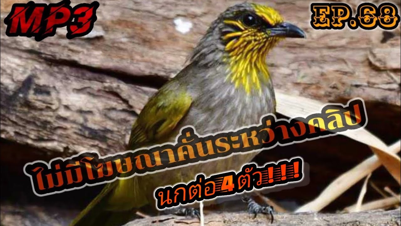 เสียงต่อนกดอกแตงEp.68 เสียงต่อจากป่าจริงๆ นกต่อ4ตัว!!! Suara merbah lekir gacor31 กรกฎาคม ค.ศ. 2021