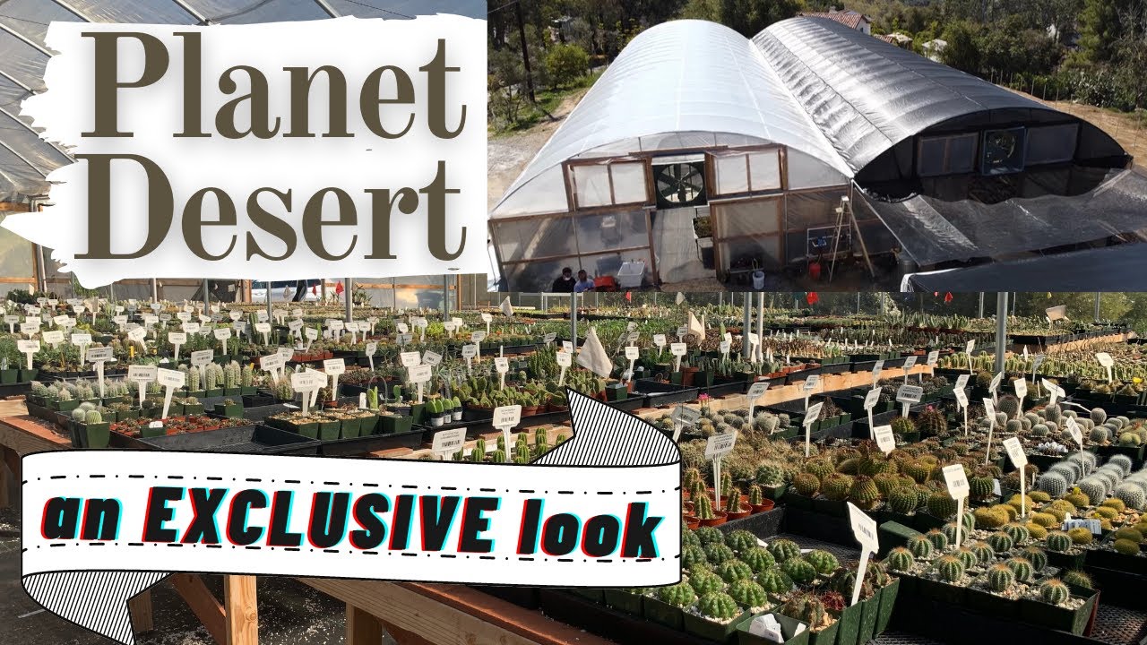 Взгляд изнутри питомника Planet Desert (часть 1) | ОГРОМНЫЙ выбор кактусов и суккулентов