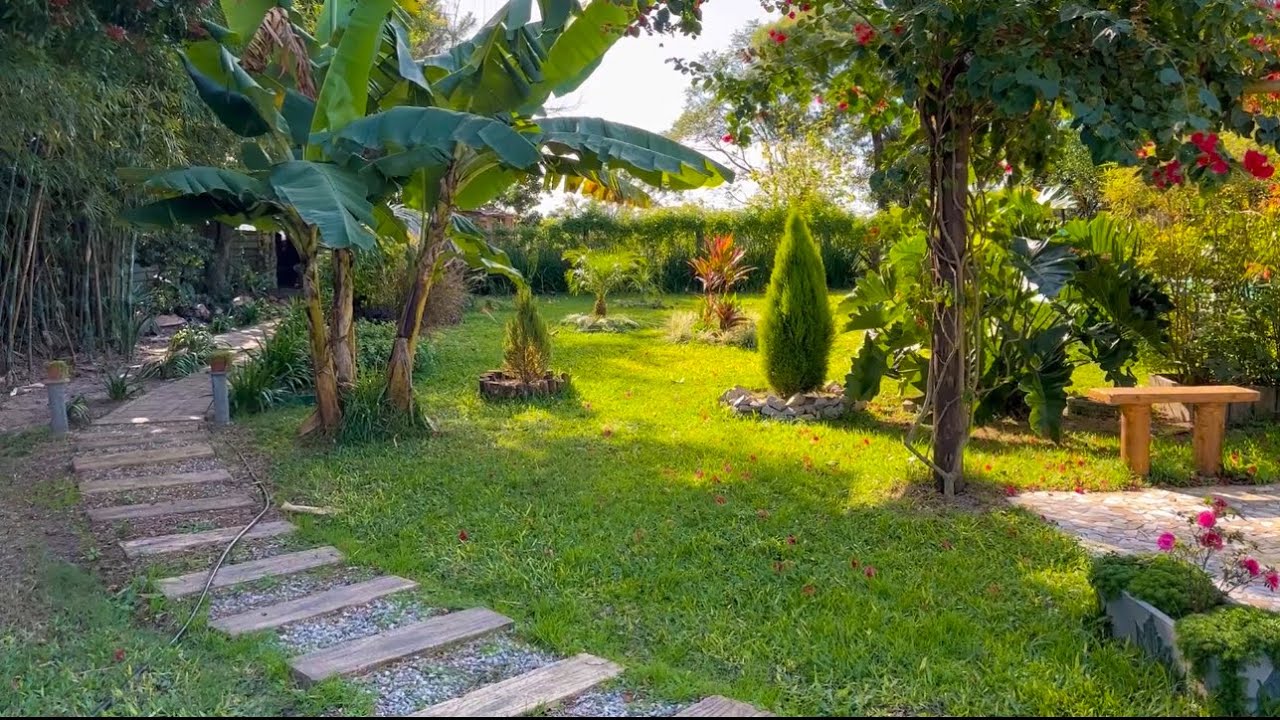 AMANHECER no MEU PARAÍSO VERDE- Não acredito que essas plantas já estão assim