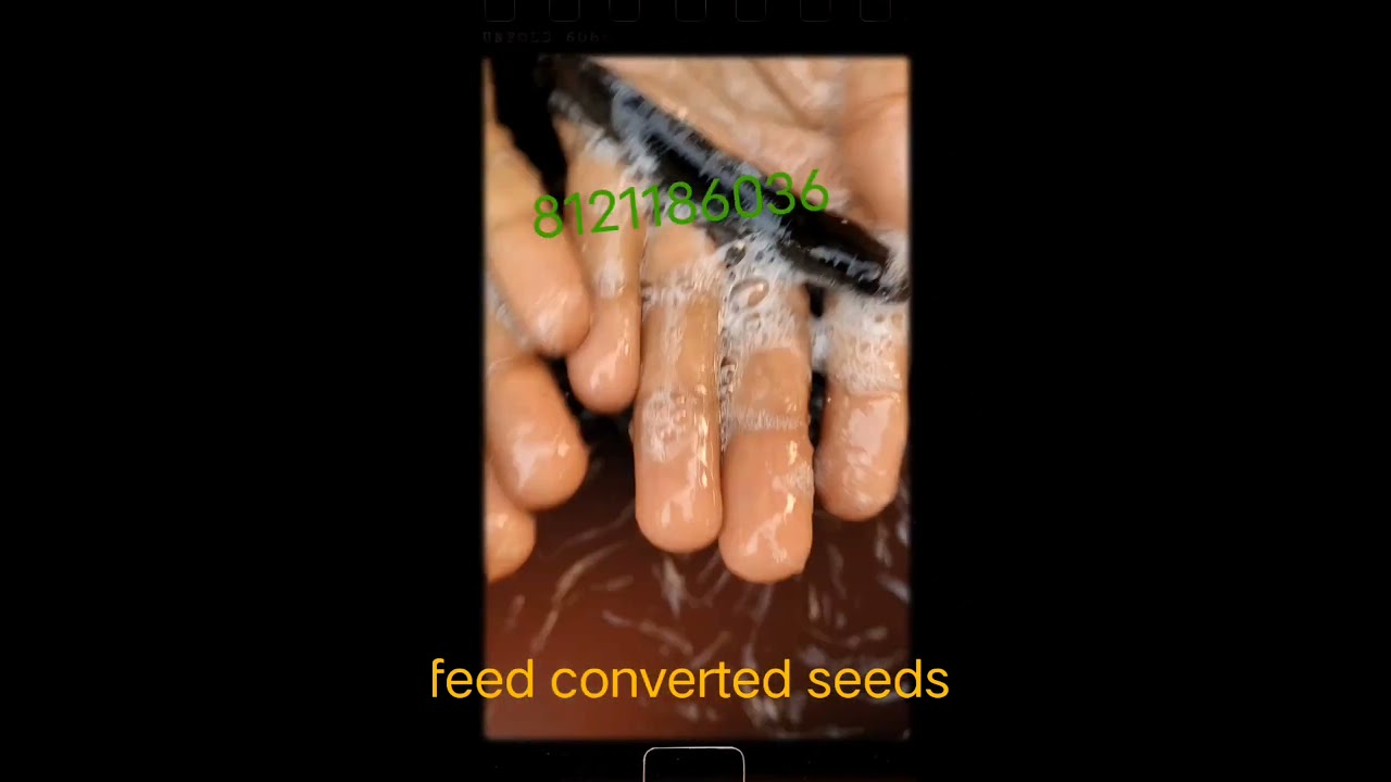murrel fingerings #fishseedhatchery #fishseed #murrel #murrellsinlet #murrelfishing #aquaculture