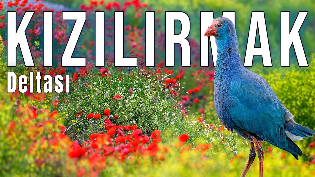 Kızılırmak Deltası Kuş Cenneti | Bir Sulak Alanın Hikâyesi | Bafra | Samsun