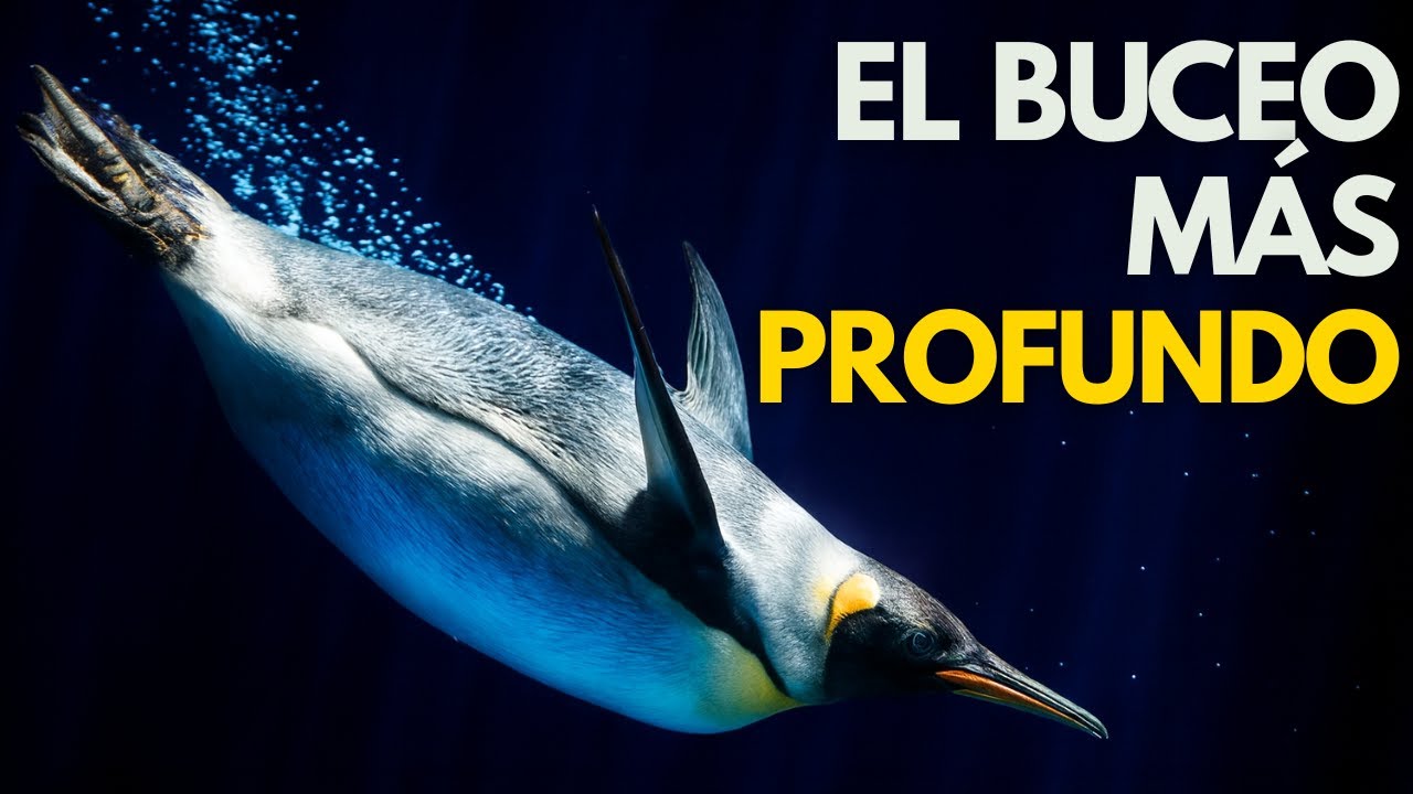 La Asombrosa Biología del Pingüino Emperador | Documental Completo