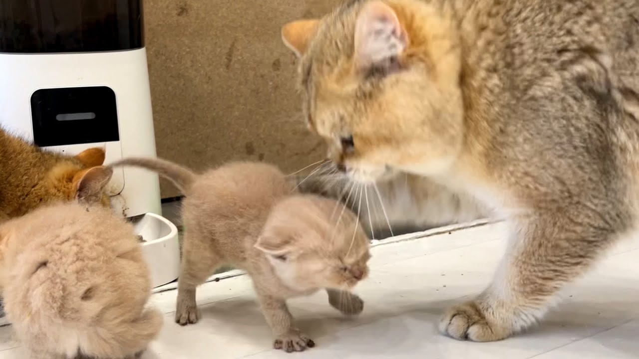 Папа кот наказывает котят, за то что они требуют молока мамы кошки.