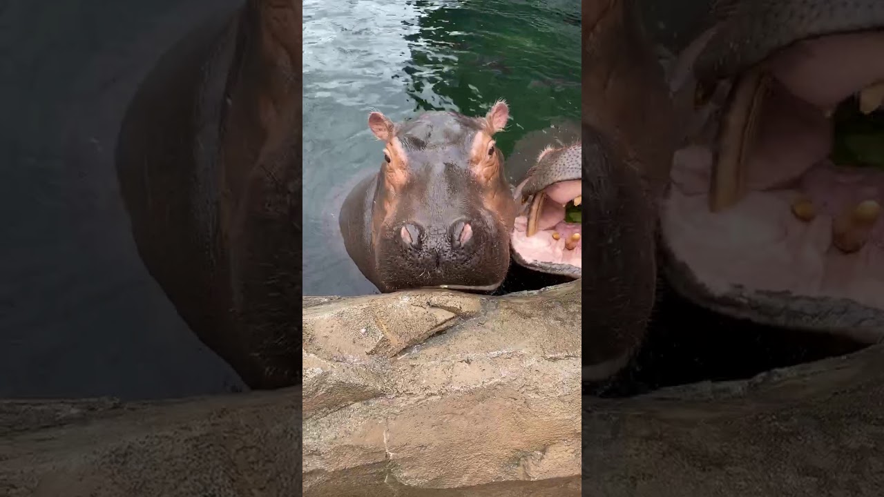 Home Safari - Hippos (Fiona) - Cincinnati Zoo