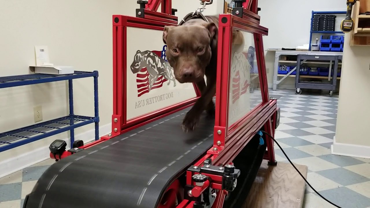The Pacemaker from Dog Trotter K9 Treadmills