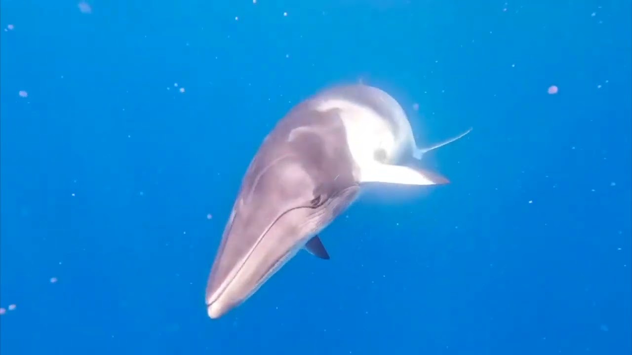 Great Barrier Reef Minke Encounter Liveaboard 2022 - Pro Dive Cairns