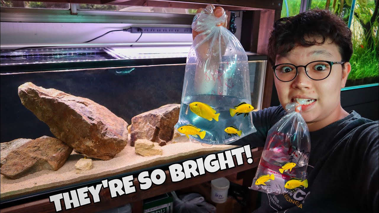 Adding ELECTRIC YELLOW FISH to the AFRICAN CICHLID Tank!