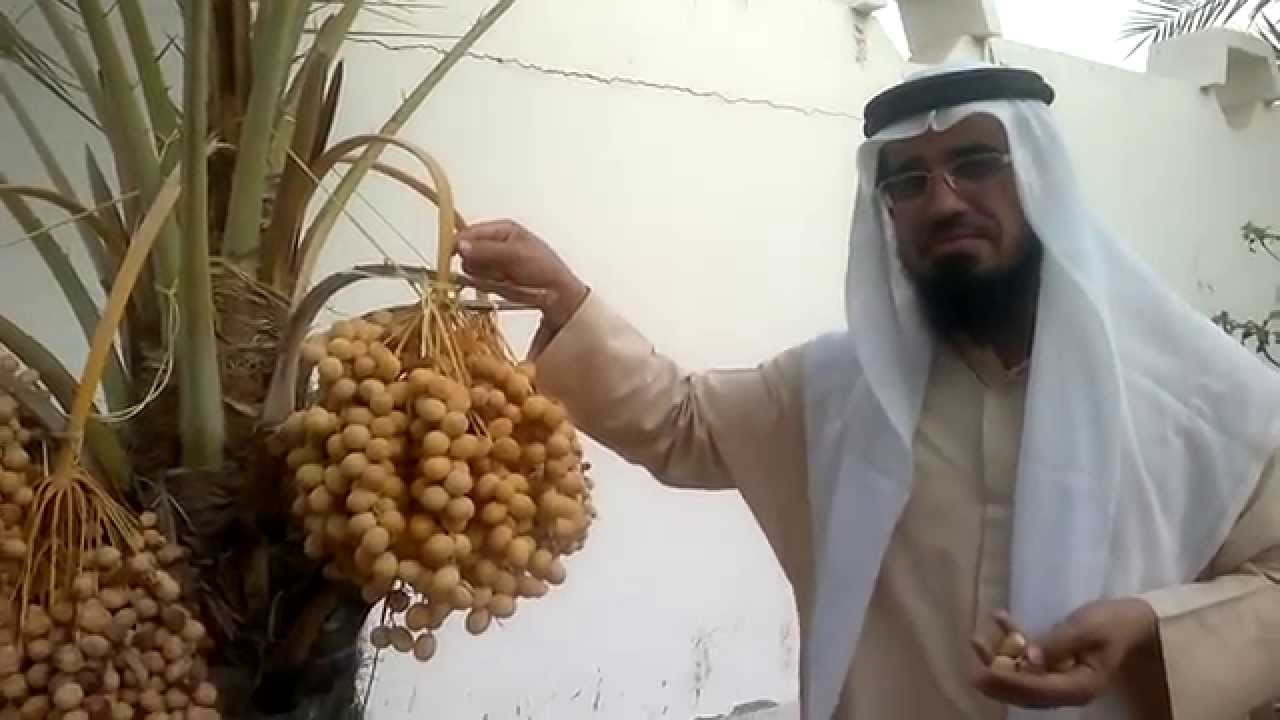 [القِـنْـوَانُ الـدَّانِــيَـة - لَهَا طَلْعٌ نَـضِـيـدٌ] كلمة تفسيريَّة - للشيخ د.عبدالحكيم الشاعر