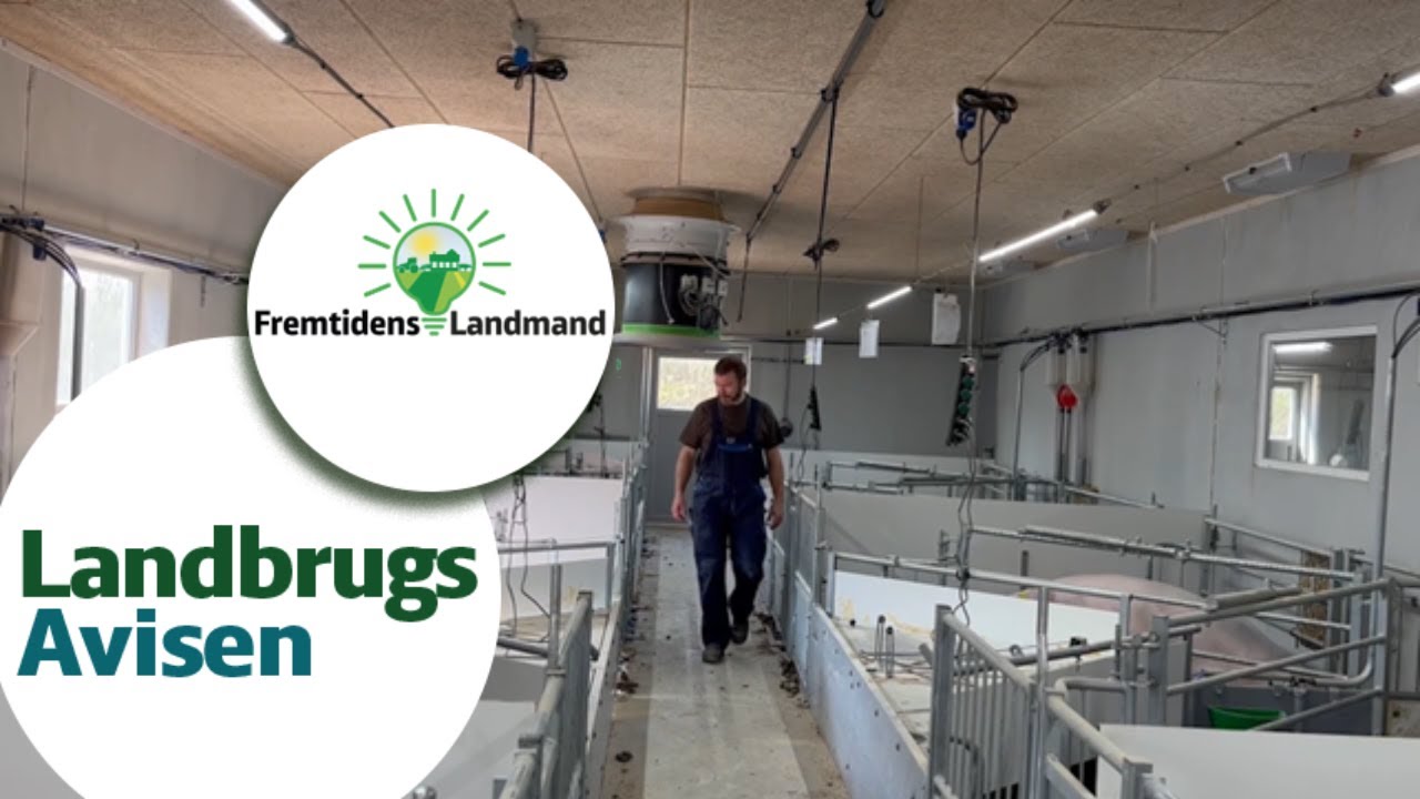 Automatisering i griseproduktionen