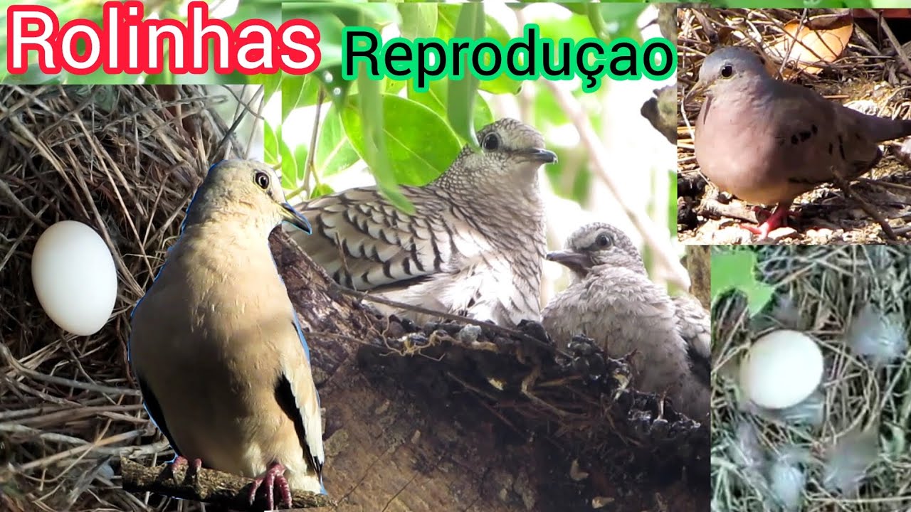 PER&Iacute;ODO DA REPRODU&Ccedil;&Atilde;O DAS ROLINHAS 🪺🕊