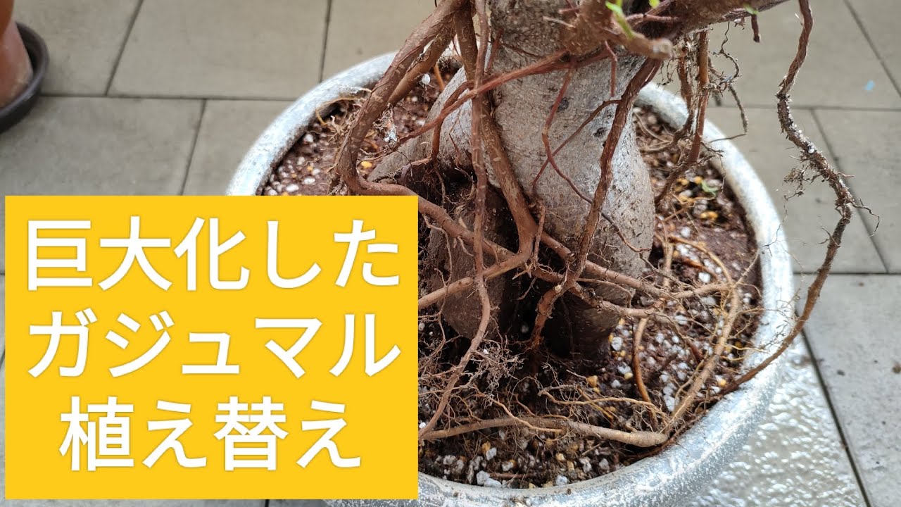 『深植えして巨大化したガジュマルの植え替え』